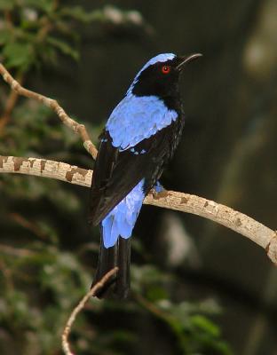 Fairy Bluebird M 01 lo.jpg