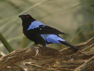 Fairy Bluebird M 05 lo.jpg