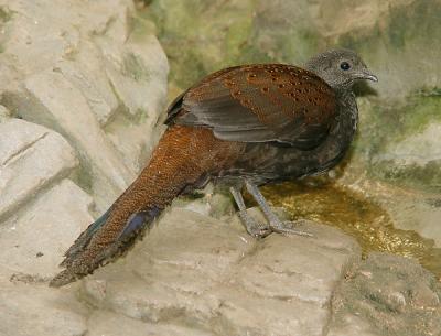 MountainPeacockPheasant 01 lo.jpg