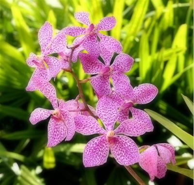 orchid334_filtered.jpg