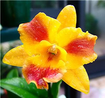 orchid4432_filtered.jpg