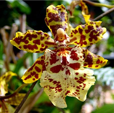 Zebra Orchid.jpg