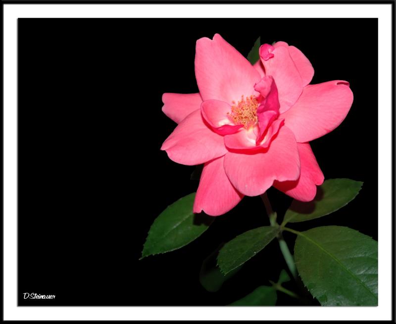 9/28/04 - This is not a rose