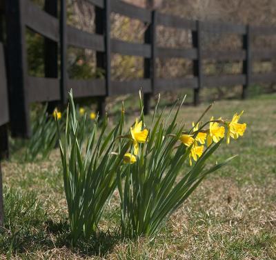 Daffodils 0008.jpg