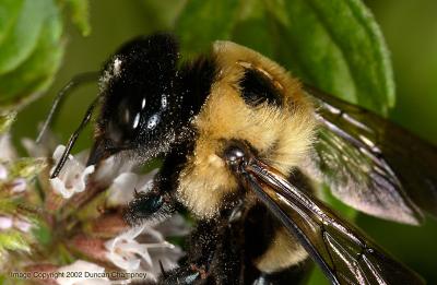 1:1 Macro shot of bee covered in pollen.