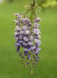 Wisteria 0205.jpg