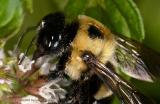 1:1 Macro shot of bee covered in pollen.