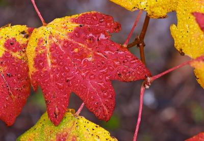 Vine Maple