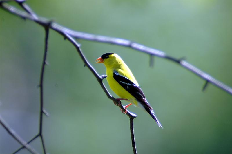 male goldfinch14.jpg