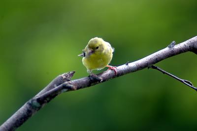 female goldfinch02.jpg
