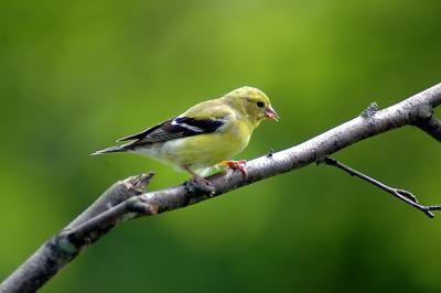 female goldfinch03.jpg