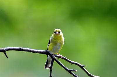 female goldfinch04.jpg