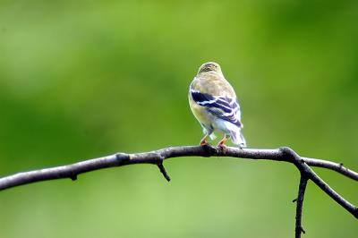 female goldfinch05.jpg