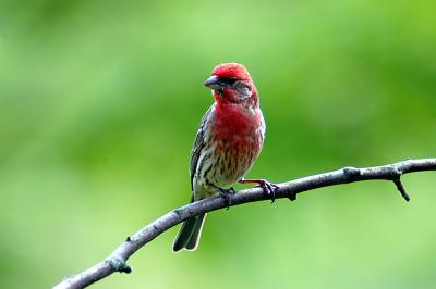 house finch01.jpg