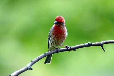 house finch02.jpg