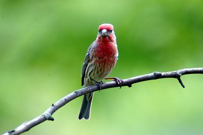 house finch03.jpg