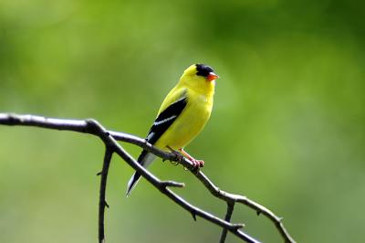 male goldfinch01.jpg