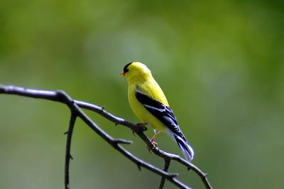male goldfinch02.jpg