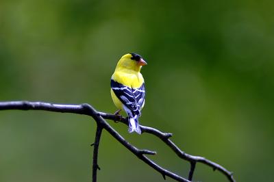 male goldfinch03.jpg