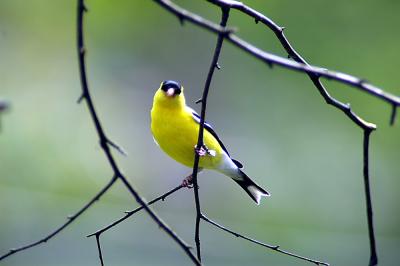 male goldfinch04.jpg