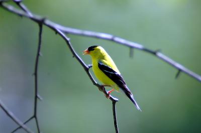 male goldfinch14.jpg