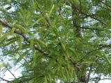 Pepper Tree