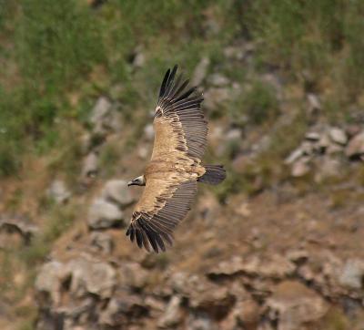 Griffon Vulture.jpg