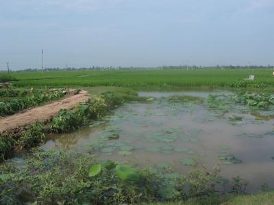 rice field