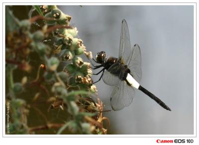 Pseudothemis zonata - ɱaf