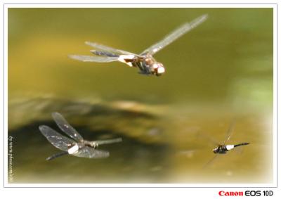 Pseudothemis zonata - ɱaf