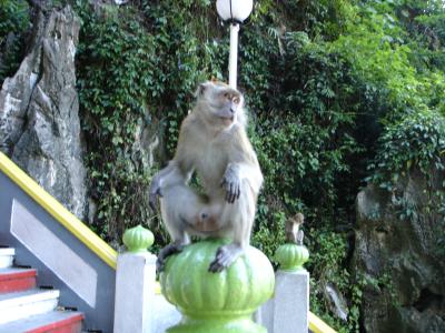 Cheeky Monkey.JPG
