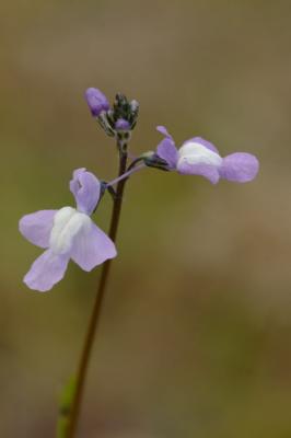 2/13/05 - Bluetoad Flax