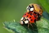 9/12/04 - Where do Ladybugs Come From?