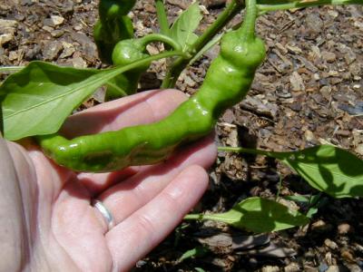 May 1st - Crazy Cowhorn Pepper - they are HOT!