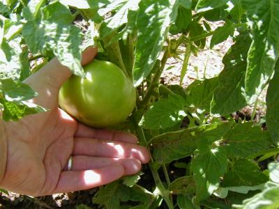 May 1st - The first tomato is getting bigger... (slobber, slobber, drool, drool)