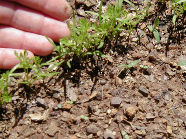 May 1st - Carrots are sprouting!