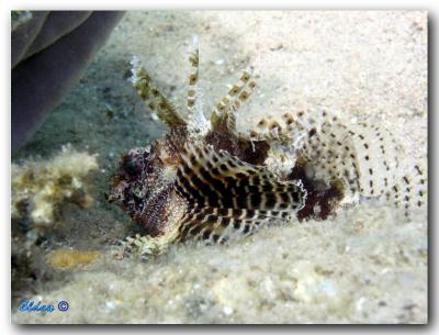 Yang Scorpionfish