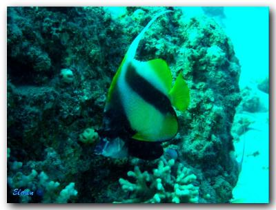 Bannerfish