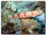 Lizardfish