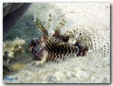 Yang Scorpionfish