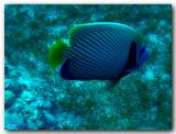 Emperor Angelfish