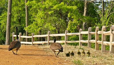 Family Stroll