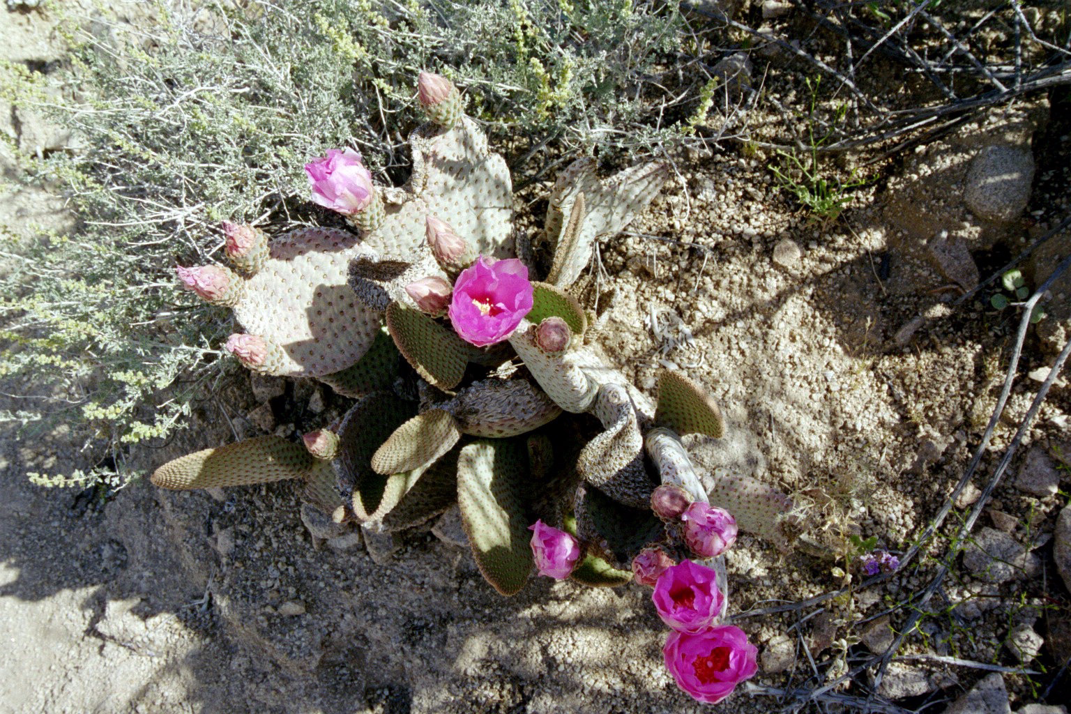 Joshua Tree: Pink cactus flowers