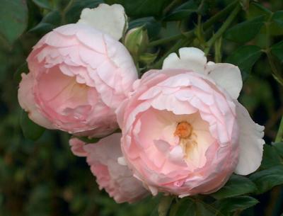 Scepter'd Isle: The Rose