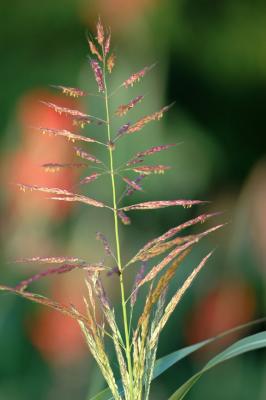 DSC_0158_crop.jpg