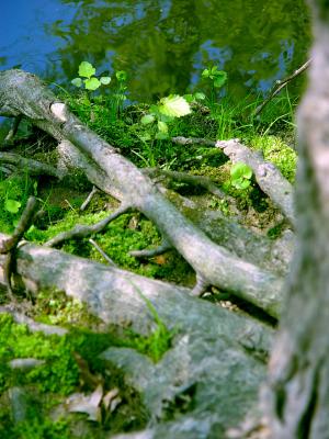 DSC02080 alt.jpg