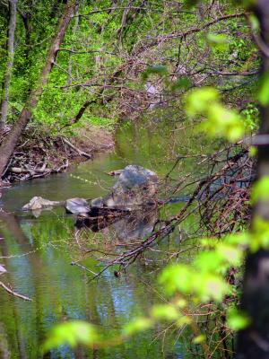 DSC02103 alt.jpg