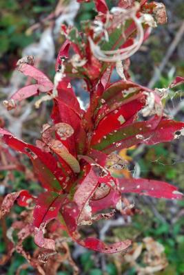 Wilting Red Plant