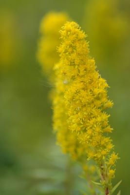 Yellow Stalk