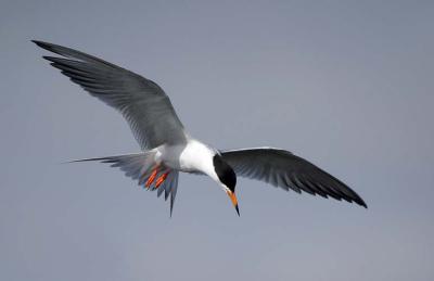 terns_and_skimmers